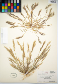 Aristida adscensionis image