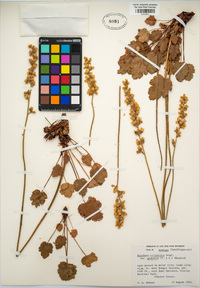 Heuchera cylindrica image