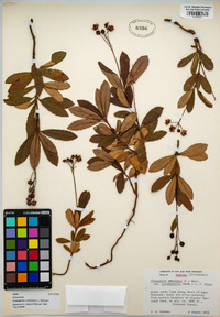 Chimaphila umbellata image