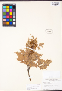 Berberis aquifolium var. dictyota image