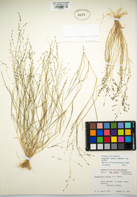 Eragrostis pilosa var. pilosa image