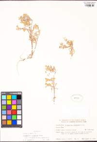 Eriophyllum nubigenum image