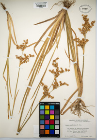 Juncus xiphioides image