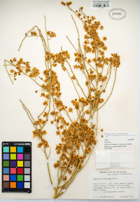 Parkinsonia florida image