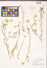 Layia pentachaeta subsp. pentachaeta image