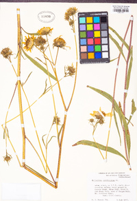 Helianthus californicus image