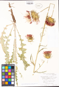 Cirsium occidentale var. venustum image