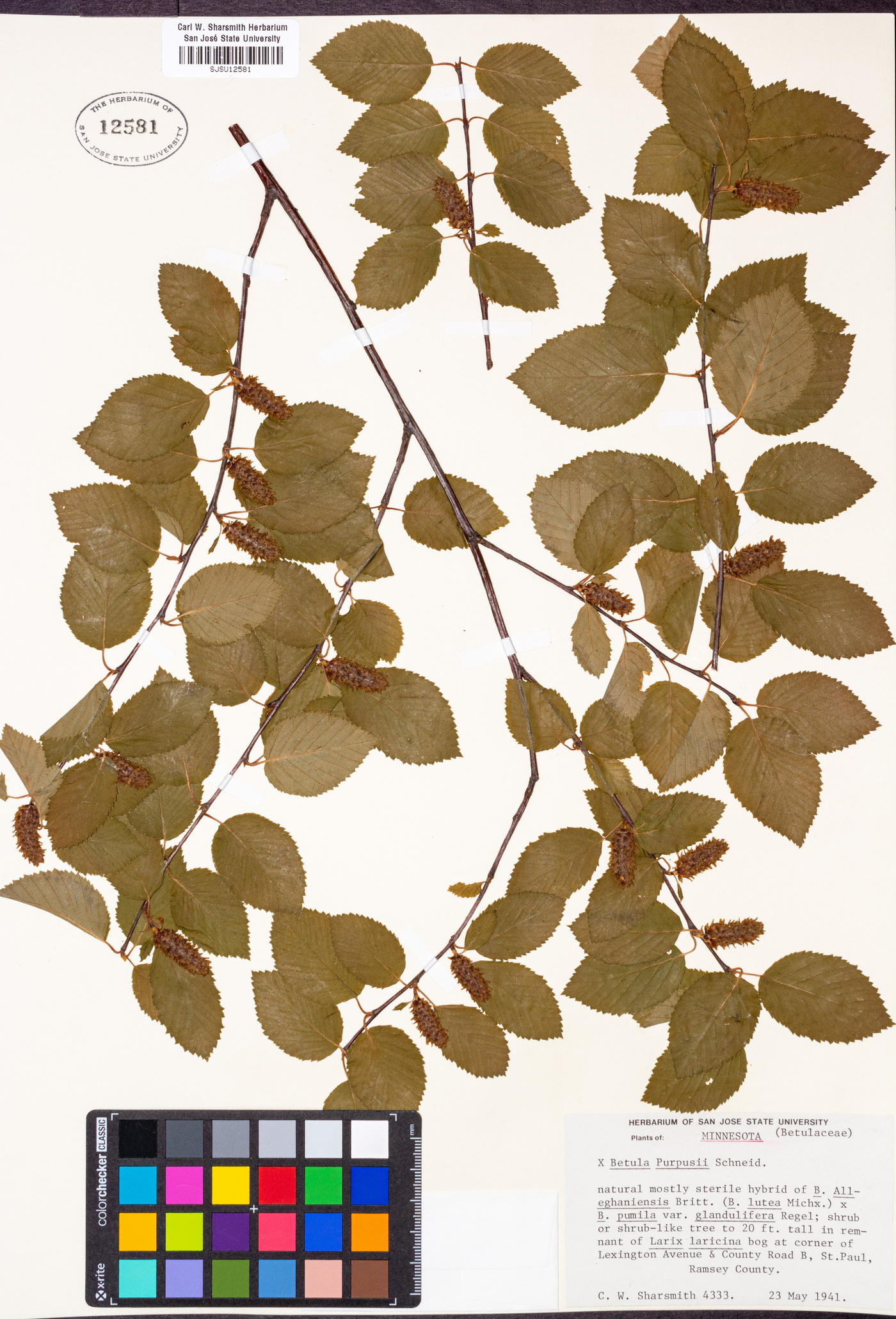 Betula × purpusii image