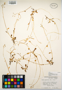 Montia parvifolia image