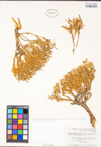 Ericameria parryi var. monocephala image