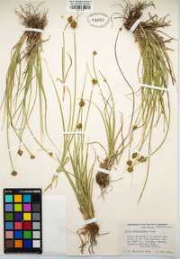 Carex athrostachya image