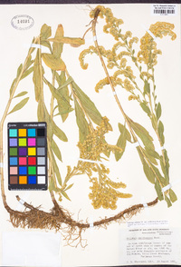 Solidago velutina subsp. californica image
