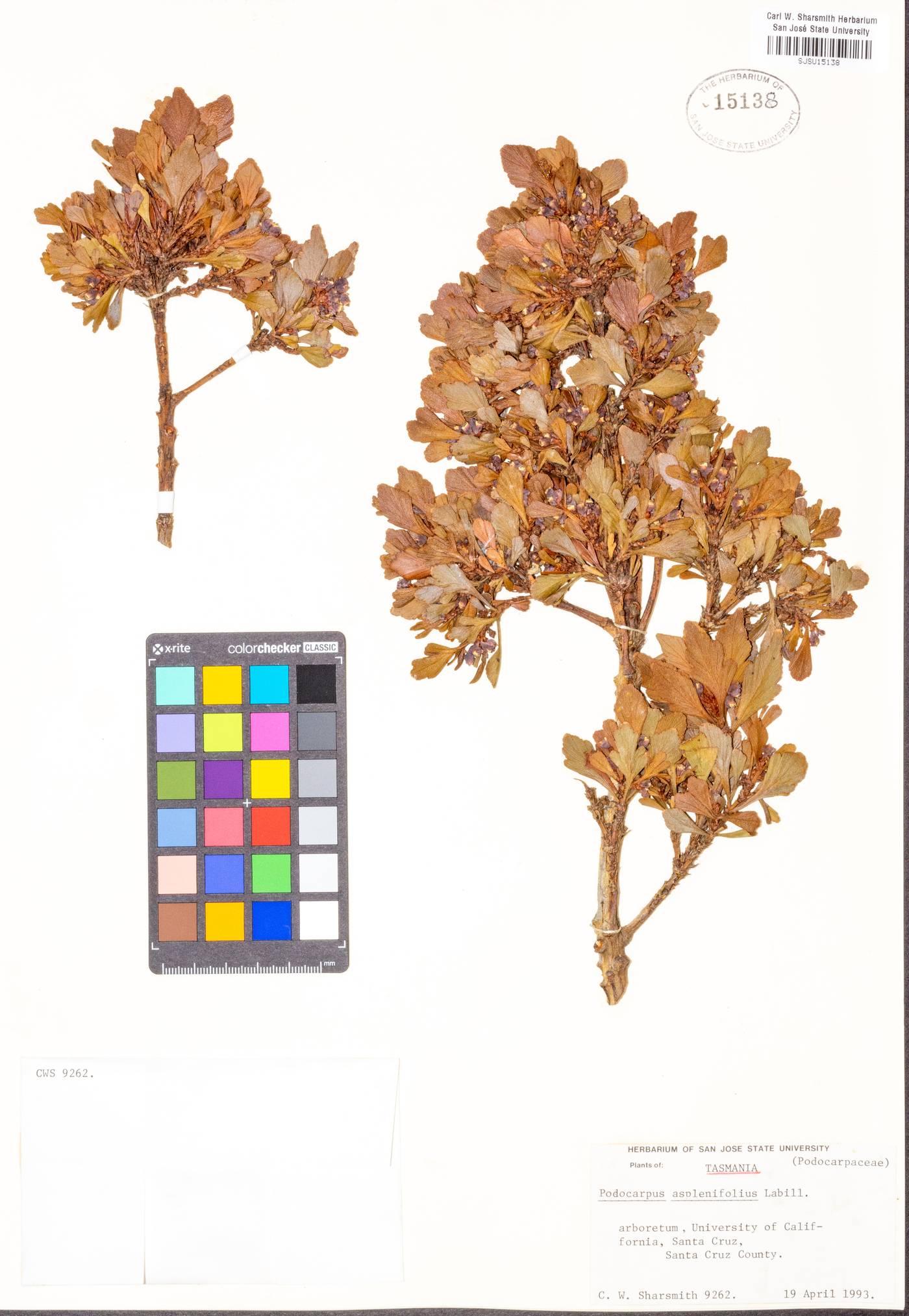 Podocarpus aspleniifolia image