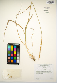 Elymus glaucus subsp. virescens image
