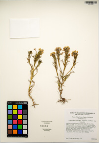 Triphysaria versicolor subsp. versicolor image