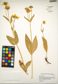 Arnica mollis image