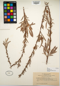 Salix exigua image