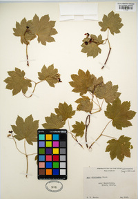 Acer circinatum image