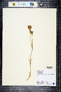 Dianthus armeria image