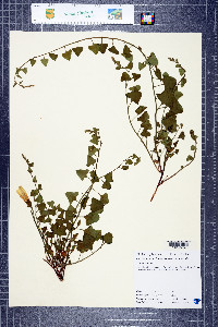 Calystegia occidentalis subsp. occidentalis image