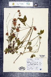 Trifolium productum image