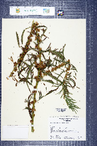 Ammannia robusta image