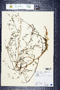 Gayophytum diffusum image