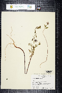 Clarkia mosquinii image