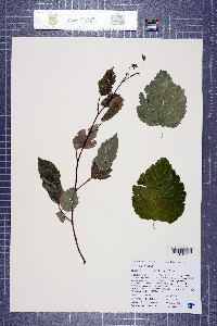 Neviusia cliftonii image