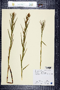 Dulichium arundinaceum image