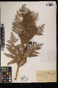 Pteridium latiusculum subsp. pubescens image