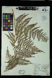 Pteridium feei image