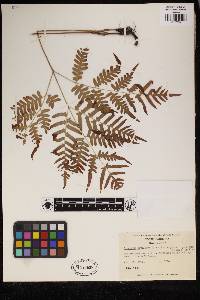 Pteridium aquilinum image