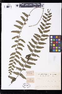 Asplenium alatum image