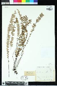 Asplenium monanthes image