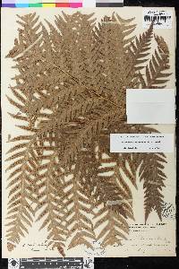 Woodwardia fimbriata image