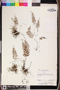 Asplenium cuspidatum image