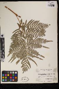 Pteridium aquilinum image