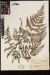 Acystopteris japonica image