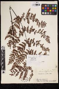 Acystopteris japonica image