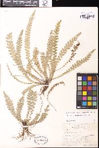 Austroblechnum membranaceum image