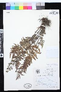 Notholaena ochracea image