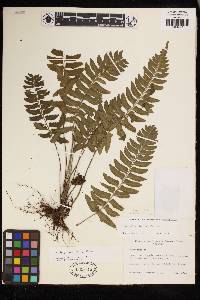 Asplenium argentinum image