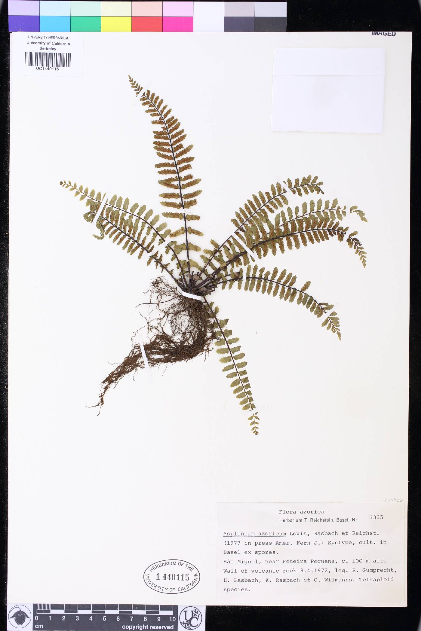 Asplenium azoricum image