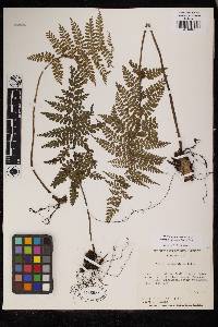 Asplenium blepharophorum image