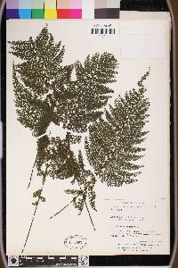 Asplenium cristatum image