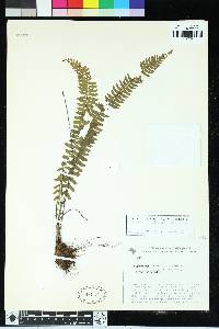 Asplenium claussenii image