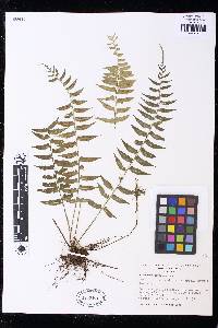 Asplenium harpeodes image