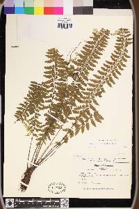 Asplenium sessilifolium image