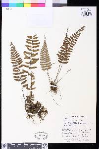 Asplenium monodon image